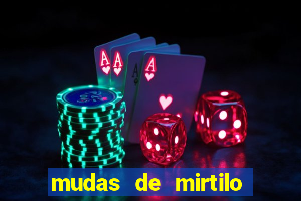 mudas de mirtilo em porto alegre